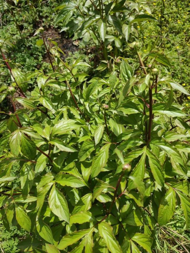 芍药花