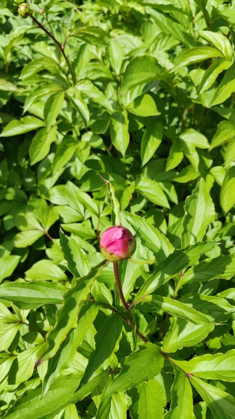 芍药花