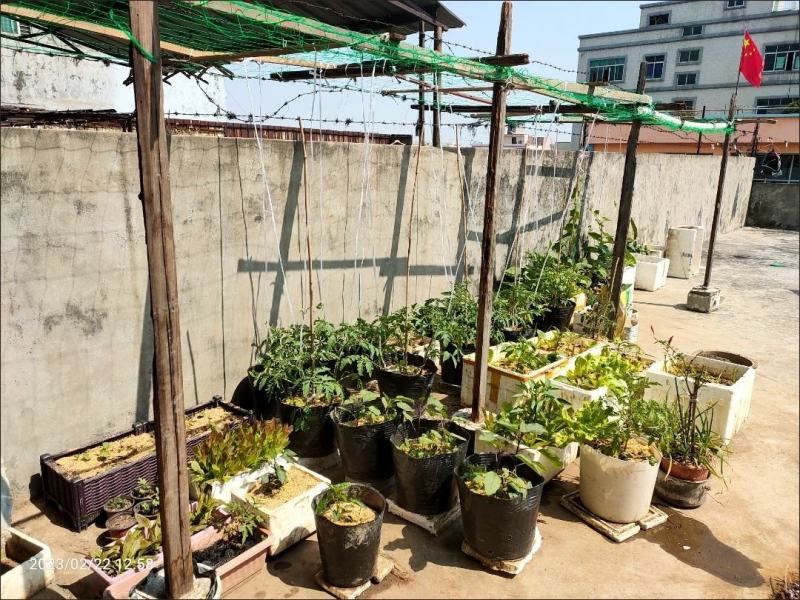 稻壳新鲜稻壳谷壳酿酒枕头填充干净种花养草新鲜包邮谷壳枕头