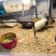稻壳新鲜稻壳谷壳酿酒枕头填充干净种花养草新鲜包邮谷壳枕头