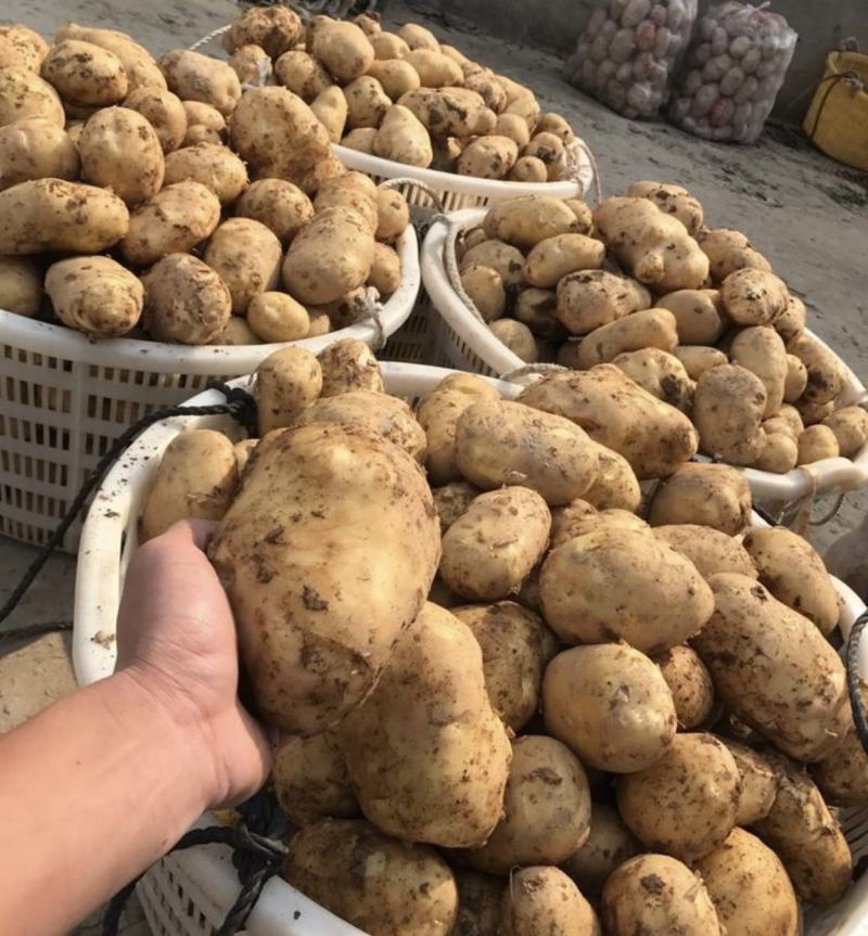 本地黄皮黄心土豆产地直供，保证质量，价格便宜，合作共赢