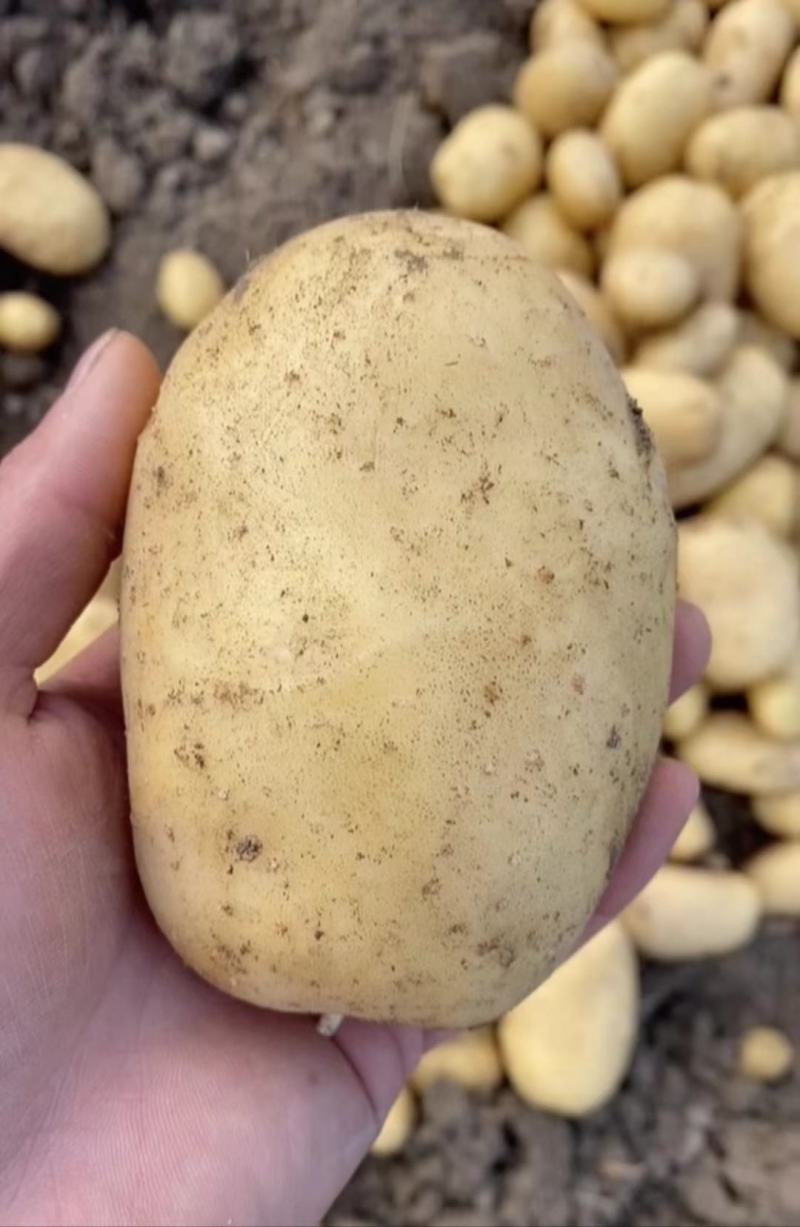 本地黄皮黄心土豆产地直供，保证质量，价格便宜，合作共赢