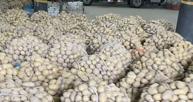 本地黄皮黄心土豆产地直供，保证质量，价格便宜，合作共赢
