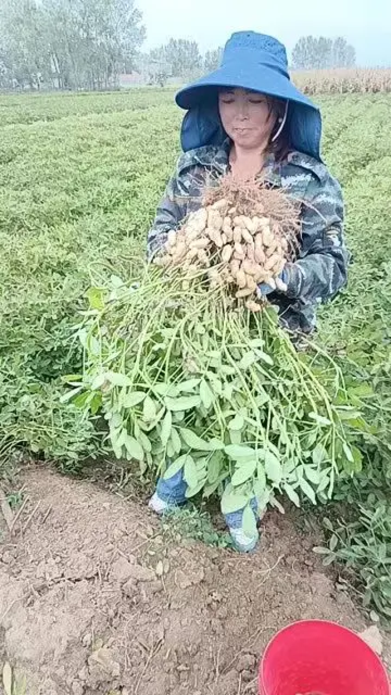 鲜花生江苏新鲜花生颗粒饱满人工挑选现挖现发