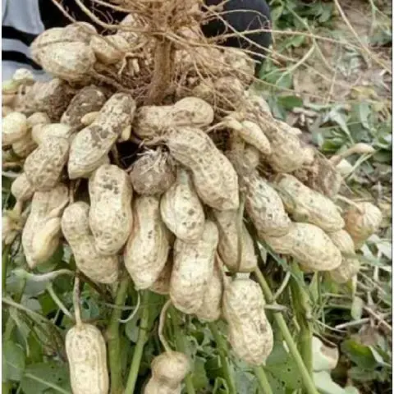 鲜花生江苏新鲜花生颗粒饱满人工挑选现挖现发