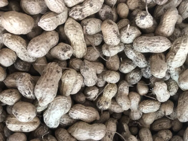 鲜花生江苏新鲜花生颗粒饱满人工挑选现挖现发