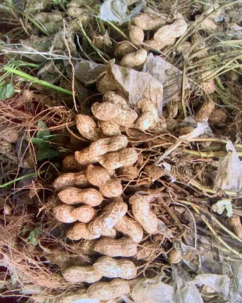 鲜花生江苏新鲜花生颗粒饱满人工挑选现挖现发