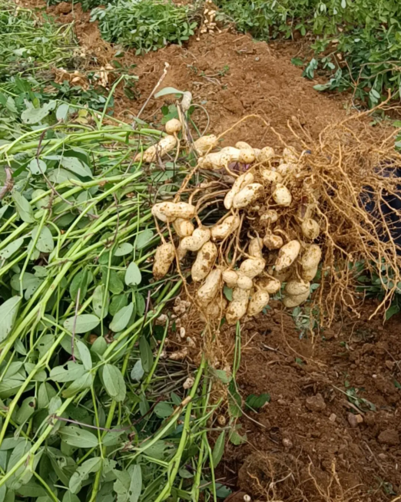 鲜花生江苏新鲜花生颗粒饱满人工挑选现挖现发