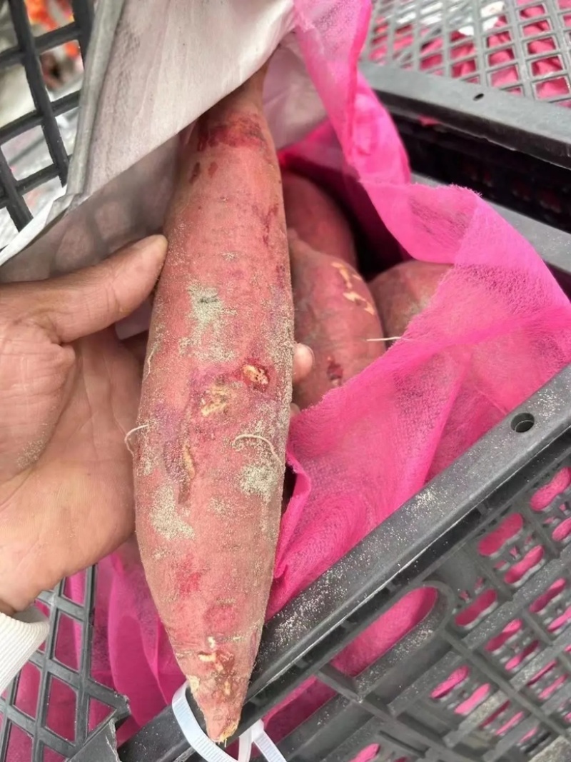 【推荐】精品西瓜红大量上市货源充足品质保证欢迎选购