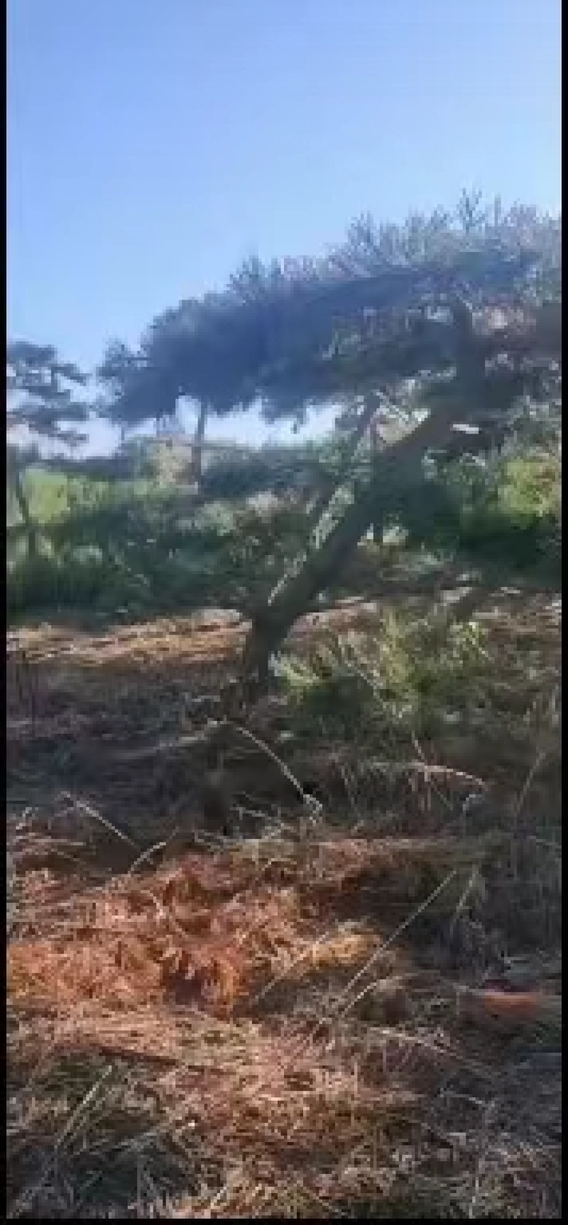 黑松半吊子造型行道树造型黑松各种规格齐全地栽15年