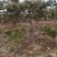 黑松行道树造型黑松各种规格齐全地栽12年欢迎下单