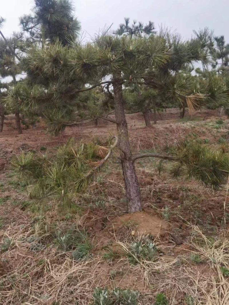 黑松半吊子造型行道树造型黑松各种规格齐全地栽15年
