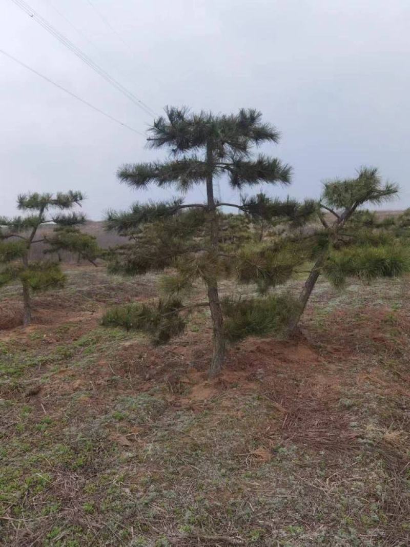 黑松半吊子造型行道树造型黑松各种规格齐全地栽15年