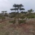 黑松半吊子造型行道树造型黑松各种规格齐全地栽15年