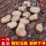 崇礼生蚕豆5斤新鲜农家自种胡豆罗汉豆可发芽蚕豆种子白