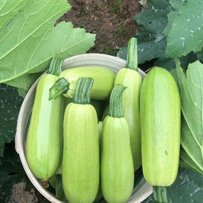 绿皮西葫芦翠绿大小合适。口感佳上新鲜采摘