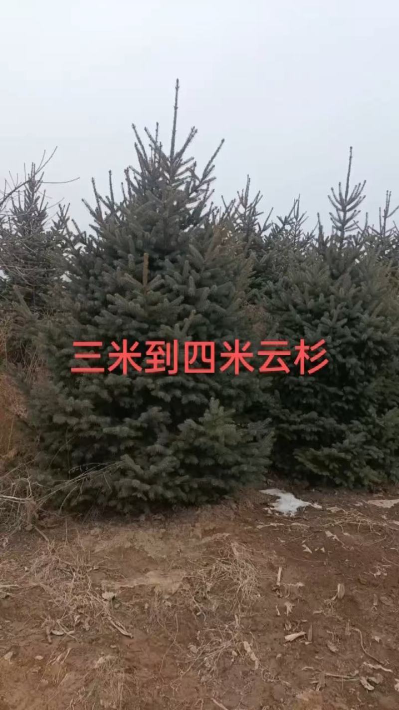 三米云杉甘肃云杉假青云杉粗枝云杉白扦云杉
