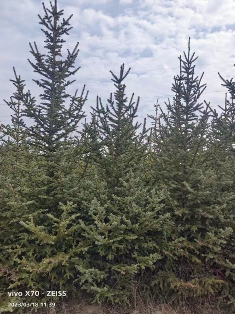 三米云杉甘肃云杉假青云杉粗枝云杉白扦云杉