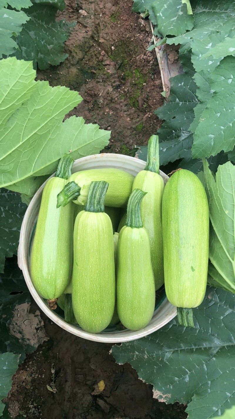 绿皮西葫芦翠绿大小合适。口感佳上新鲜采摘