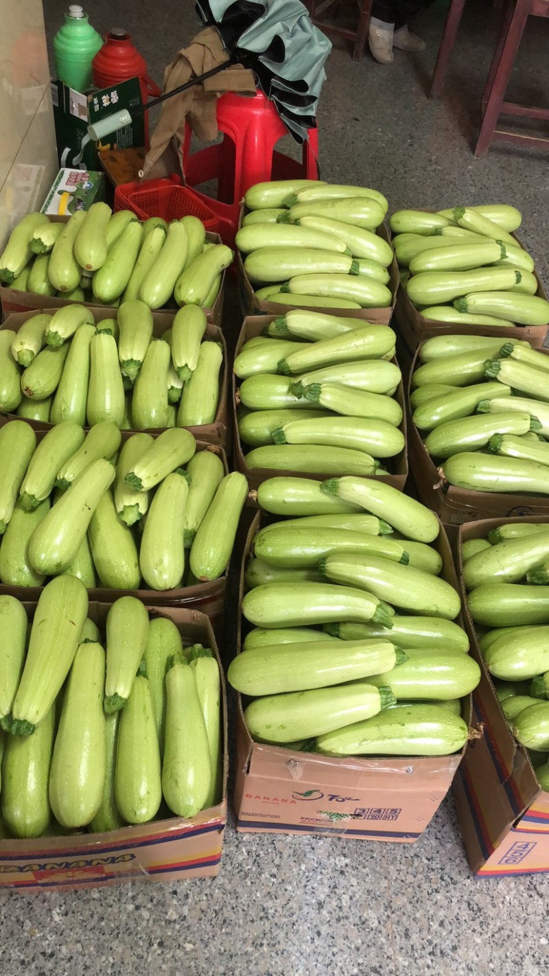 绿皮西葫芦翠绿大小合适。口感佳上新鲜采摘