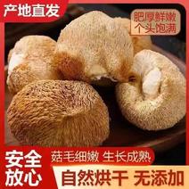 猴头菇干货特级正宗猴头菇煲汤无硫精品