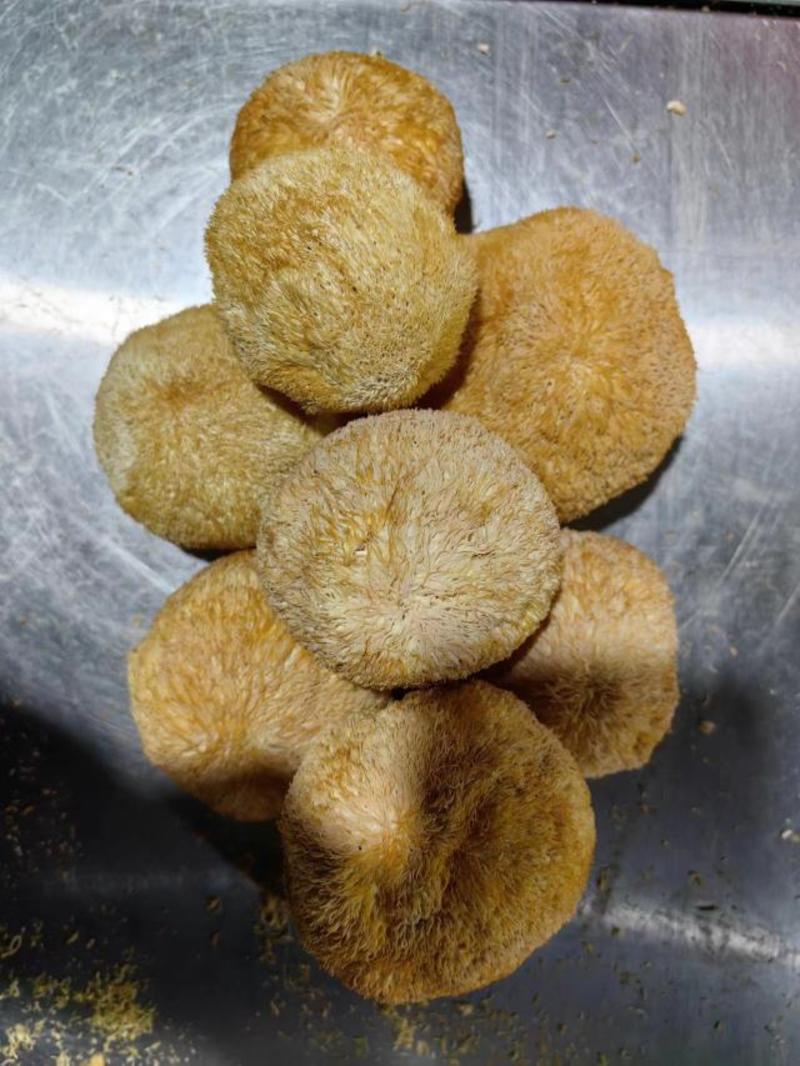 猴头菇干货特级正宗猴头菇煲汤无硫精品
