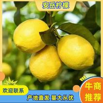四川安岳柠檬产地现货直发对接奶茶店电商等量大从优