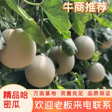 烟台海阳网纹瓜哈密瓜玫珑瓜专业一件代发