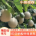 烟台海阳网纹瓜哈密瓜玫珑瓜专业一件代发