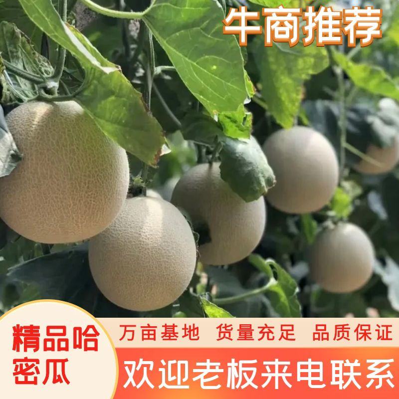 烟台海阳网纹瓜哈密瓜玫珑瓜专业一件代发