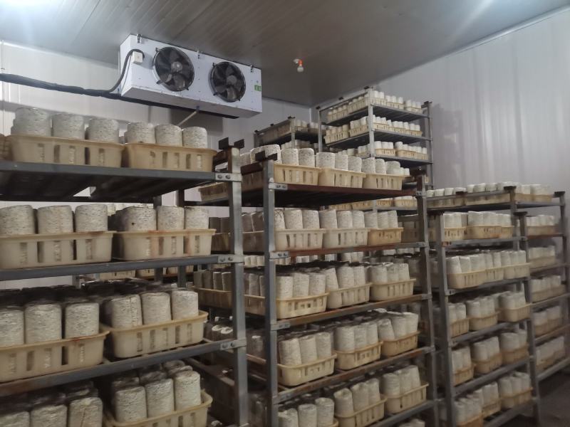 黑木耳菌棒，菌包定制加工，源头生产厂家，支持视频