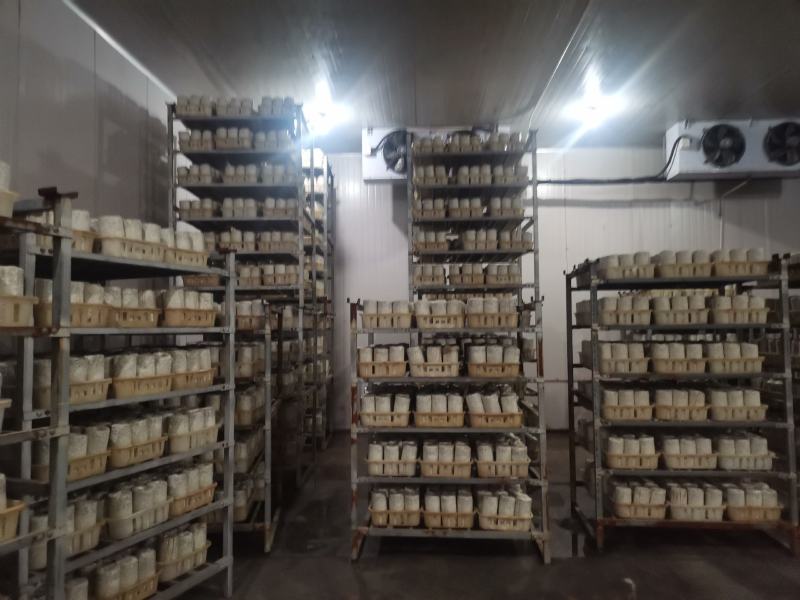 黑木耳菌棒，菌包定制加工，源头生产厂家，支持视频