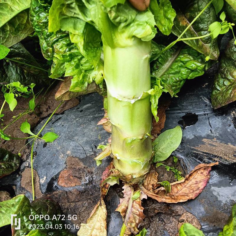 红叶香芮苣