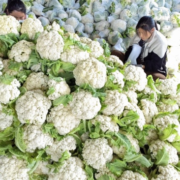 松花