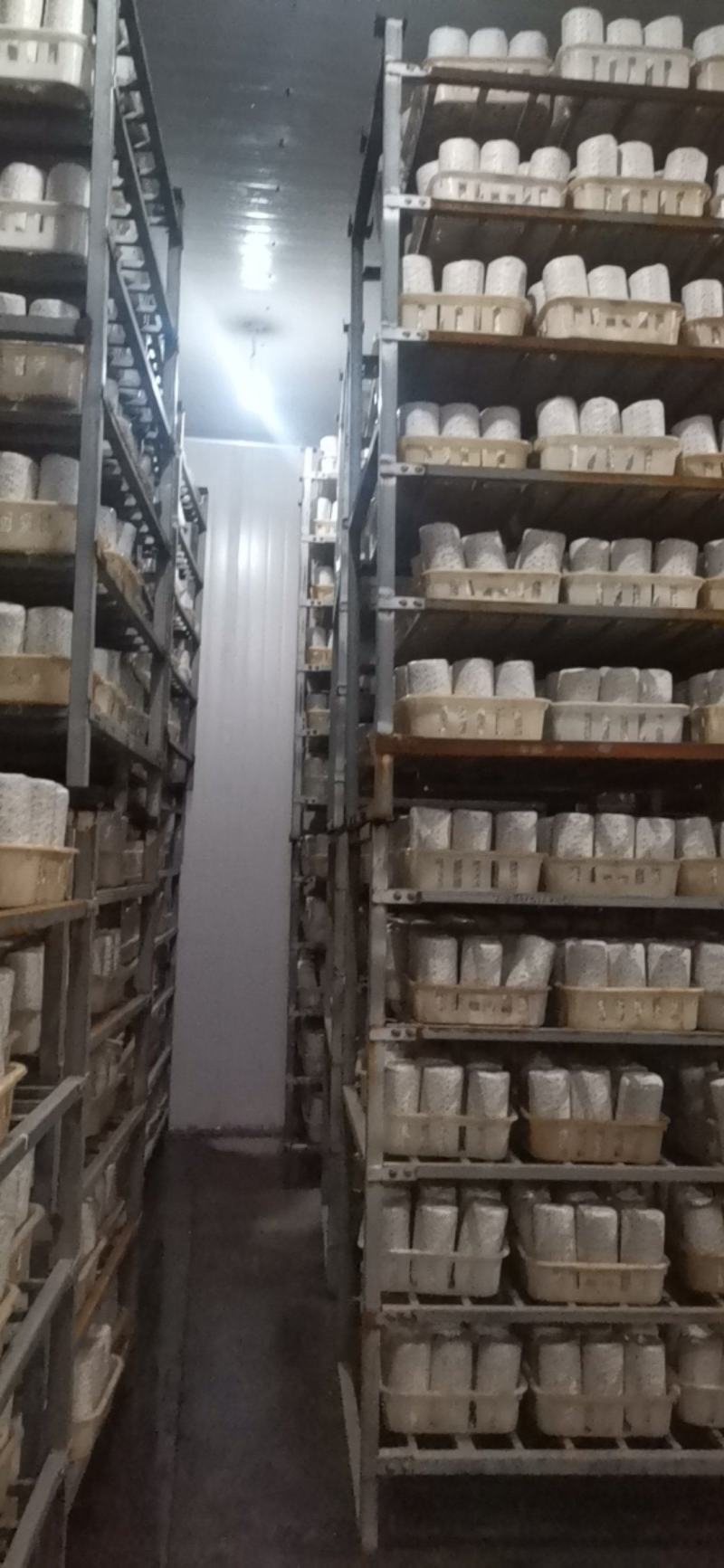 菌包菌棒订制，白玉木耳菌棒预订，可议价保质保量发满菌发货
