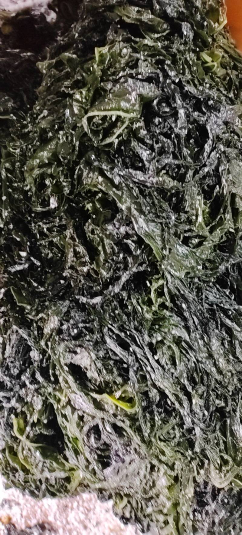 山东威海本地新鲜裙带菜，盐渍裙带菜质优价廉，量大价优。