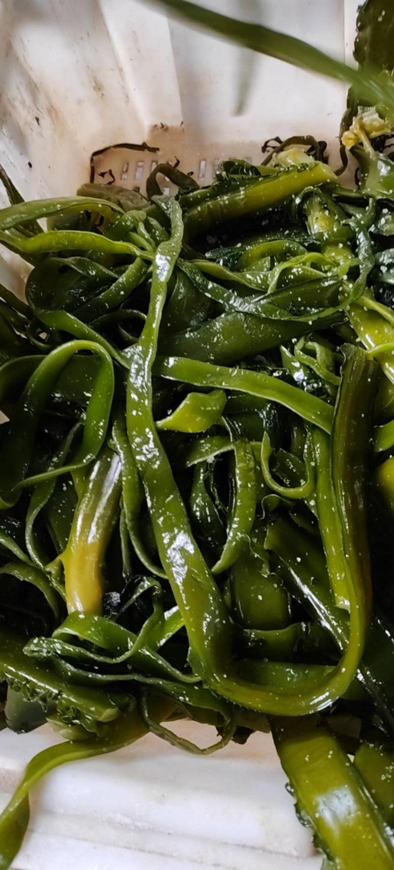 山东威海本地新鲜裙带菜，盐渍裙带菜质优价廉，量大价优。