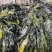 山东威海本地新鲜裙带菜，盐渍裙带菜质优价廉，量大价优。