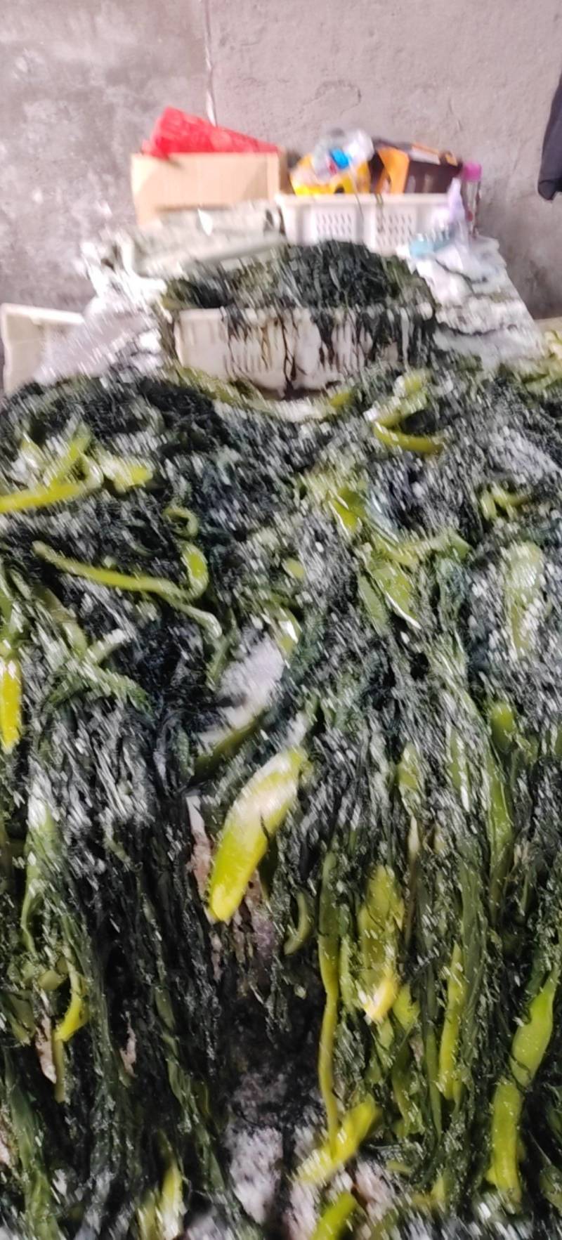 山东威海本地新鲜裙带菜，盐渍裙带菜质优价廉，量大价优。
