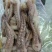 全干二本足鱿鱼须，口感好，做工精细，常年有货欢迎咨询
