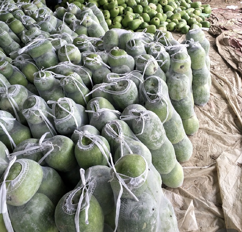 绿春县冬瓜交易市场实景图