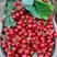 樱桃🍒米易西昌樱桃大量上市中欢迎全国各地老板来咨询