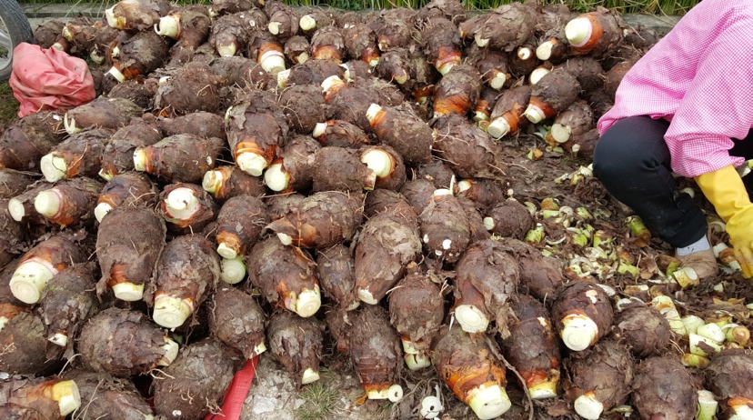 荔浦芋头丰收场景