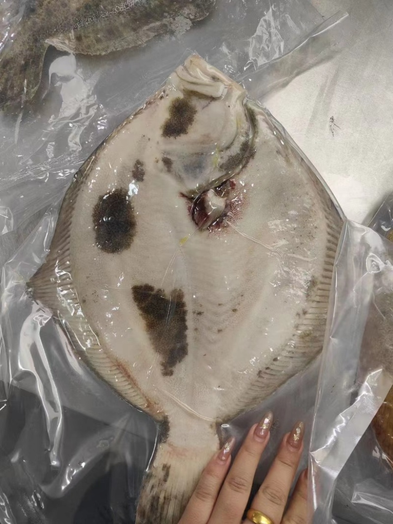 山东莱州多宝鱼冷冻