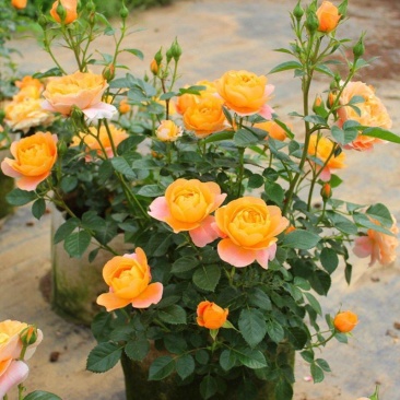月季花爬藤欧月大花浓香玫瑰四季盆栽藤本蔷薇爬藤庭院花卉