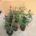 月季花爬藤欧月大花浓香玫瑰四季盆栽藤本蔷薇爬藤庭院花卉