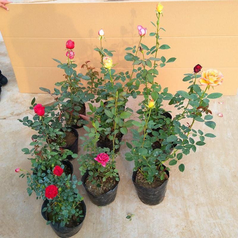 月季花爬藤欧月大花浓香玫瑰四季盆栽藤本蔷薇爬藤庭院花卉