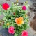 月季花爬藤欧月大花浓香玫瑰四季盆栽藤本蔷薇爬藤庭院花卉