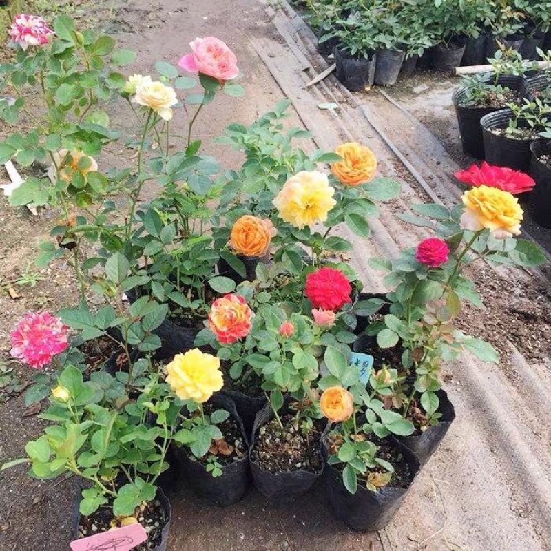月季花爬藤欧月大花浓香玫瑰四季盆栽藤本蔷薇爬藤庭院花卉
