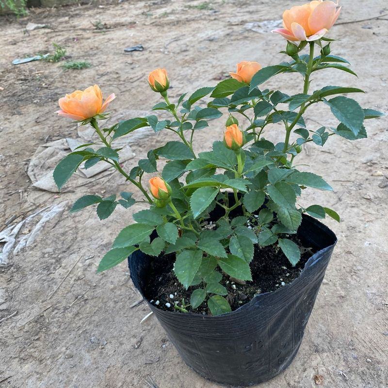 月季花爬藤欧月大花浓香玫瑰四季盆栽藤本蔷薇爬藤庭院花卉